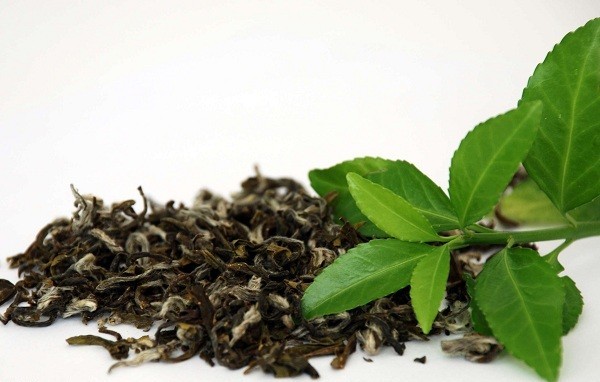 چای سبز قلم درشت گیلان کاملا ارگانیک و طبیعی بسته 400 گرمی