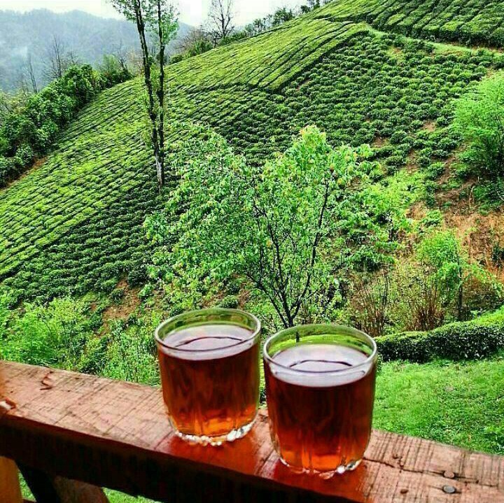 چای شکسته ممتاز بهاره گیلان با رنگ دهی فراوان و عطر طبیعی چای (بسته 4000گرمی)